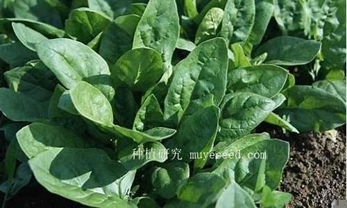 菠菜信息技术(深圳菠菜信息技术有限公司) (3)